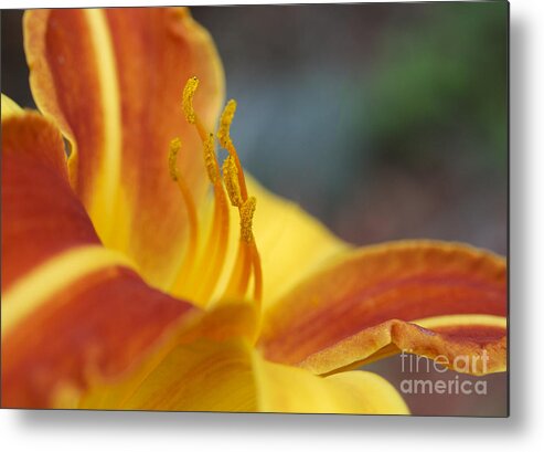 Daylily Metal Print featuring the photograph Summer Daylily by Ilene Hoffman