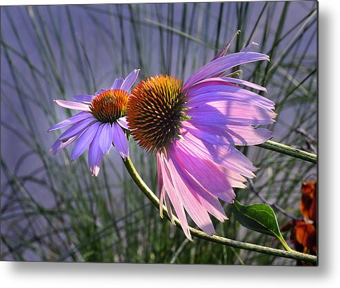 Wild Flowers Metal Print featuring the photograph Sun Kissed Cones by Nava Thompson