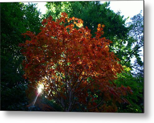 Maple Metal Print featuring the photograph Sunlit Maple by Jerry Cahill