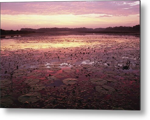Mp Metal Print featuring the photograph Sunrise Over The Pongolo Flood Plain by Gerry Ellis