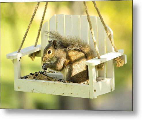 Squirrel Metal Print featuring the photograph Swingin Squirrel Robber by Bill and Linda Tiepelman