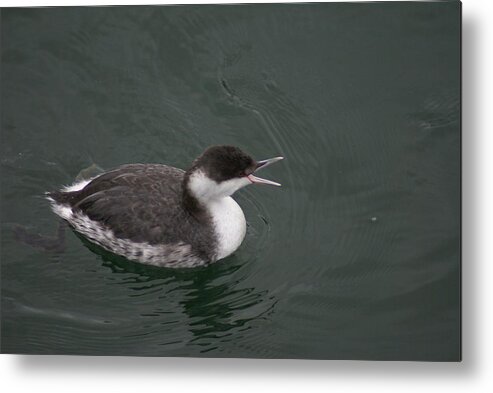 Grebe Metal Print featuring the photograph Talking Grebe by Jerry Cahill
