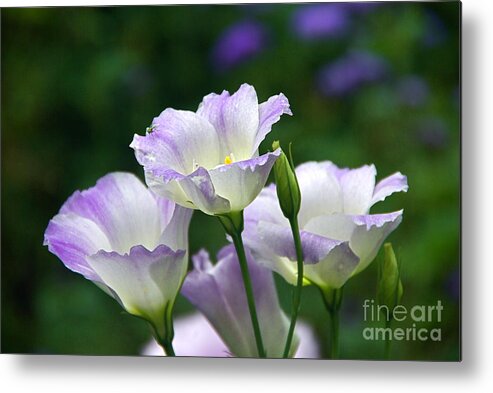 Lisianthus And Turquoise Hoverfly Metal Print featuring the photograph Texas Bluebell And Turquoise Visitor by Byron Varvarigos