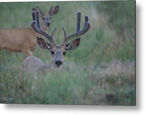 Deer Metal Print featuring the photograph The Bucks by Jerry Cahill