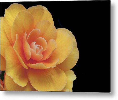 Dahlia Metal Print featuring the photograph The Dahlia by Mary Jane Armstrong