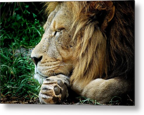 Lion Metal Print featuring the photograph The Lions Sleeps by Michelle Wrighton