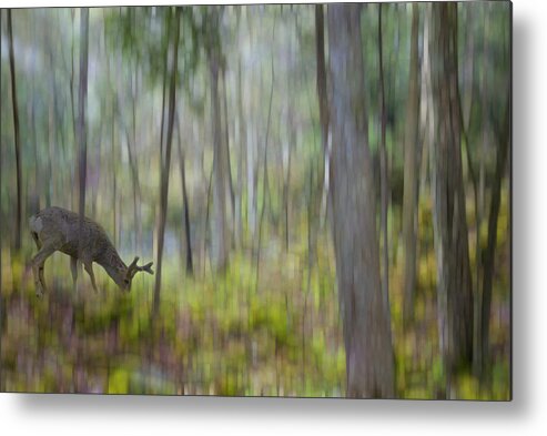 Moss Metal Print featuring the photograph The Moss Covered Forest by Robin Webster