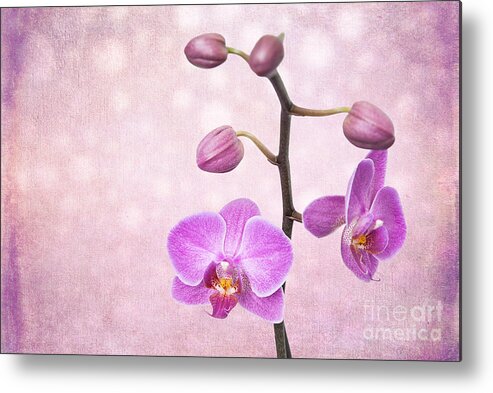 Asia Metal Print featuring the photograph The Orchid Tree - Texture by Hannes Cmarits