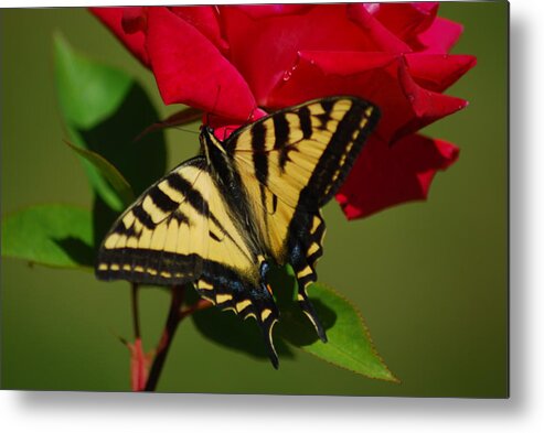Tiger Swallowtail Metal Print featuring the photograph Tiger Swallowtail on a Red Rose by Wanda Jesfield