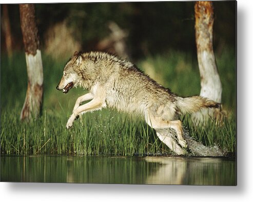 00170051 Metal Print featuring the photograph Timber Wolf Running Through Shallow by Tim Fitzharris