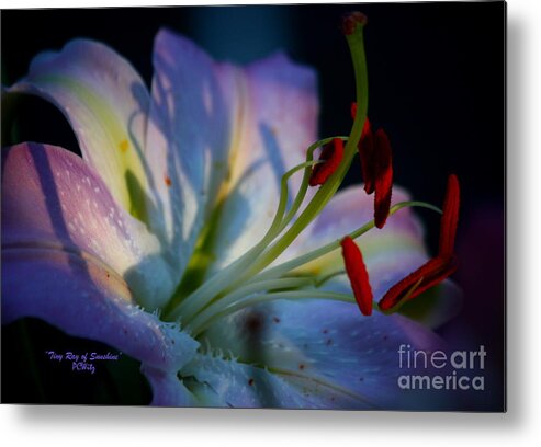 Lily Metal Print featuring the photograph Tiny Ray of Sunshine by Patrick Witz