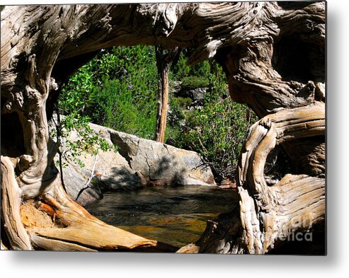 Lake Tahoe Metal Print featuring the photograph Tree Frame by Johanne Peale