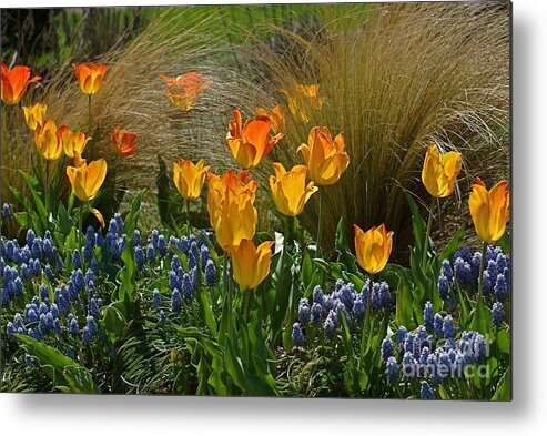 Tulips Metal Print featuring the photograph Tulips and Grape Hyacinths and by Byron Varvarigos