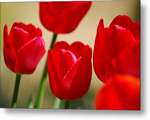 Red Metal Print featuring the photograph Tulips of Red by Wanda Jesfield