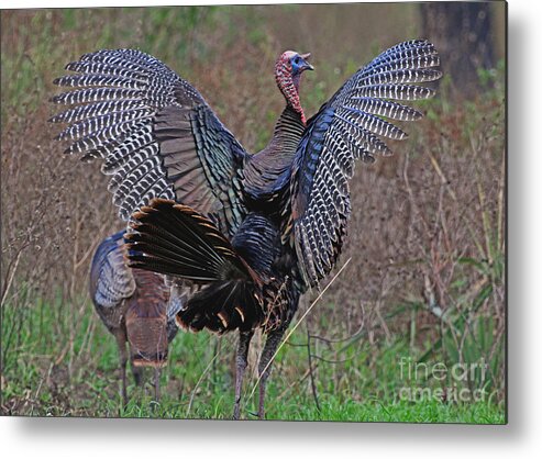 Bird Metal Print featuring the photograph Turkey Revelation by Larry Nieland