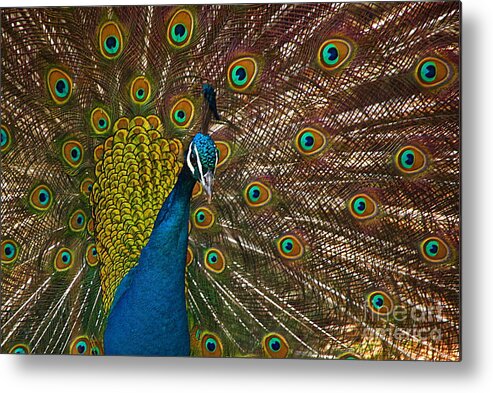 Peacock Metal Print featuring the photograph Turquoise And Gold Wonder by Byron Varvarigos