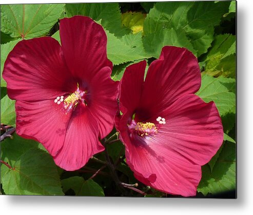 Flowers Metal Print featuring the photograph Twins of Beauty by Jeanette Oberholtzer