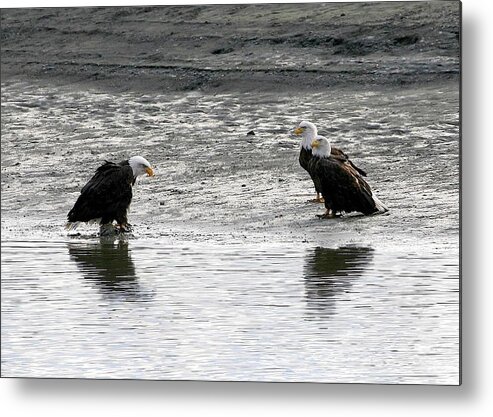 Bald Eagles Metal Print featuring the digital art We need to have a talk by Carrie OBrien Sibley