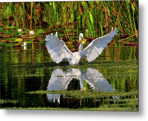 Great White Egret Metal Print featuring the photograph Wetlands by Bill Dodsworth