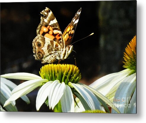 Butterfly Metal Print featuring the photograph White Cone Flower Visit by Nava Thompson