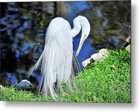 Heron Metal Print featuring the photograph White Heron by Bill Hosford