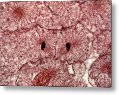Cell Anatomy Metal Print featuring the photograph Whitefish Cell In Telophase, Lm by Eric V. Grave