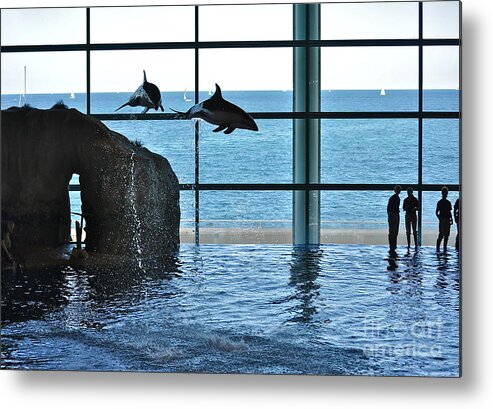 Shedd Aquarium Metal Print featuring the photograph Who's Watching Who by Jim Simak