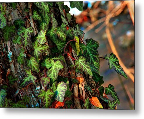 Winter Metal Print featuring the photograph Winter Ivy by Mike Flynn