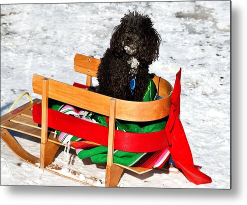 Poodle In Winter Metal Print featuring the photograph Winter Ride by Burney Lieberman