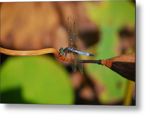 Dragonfly Metal Print featuring the photograph Wounded Wing by Lori Tambakis