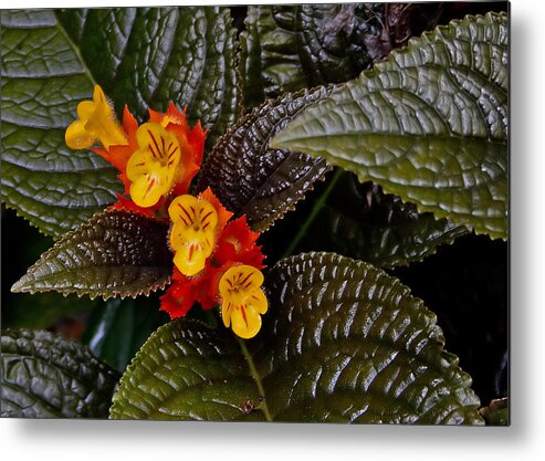 Flower Metal Print featuring the photograph Yellow Flowers by Farol Tomson
