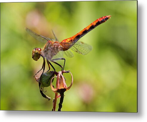 Dragonfly Metal Print featuring the photograph Yellow-Legged Meadowhawk by Juergen Roth