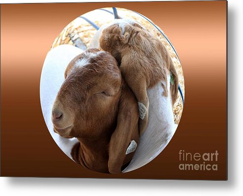 Sheep Metal Print featuring the photograph I've got your back by Rick Rauzi
