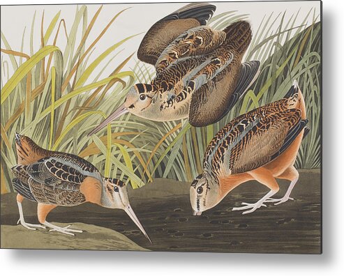 Ornithology Metal Print featuring the painting American Woodcock by John James Audubon