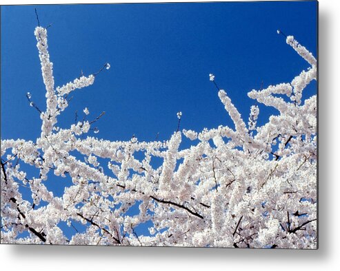  Metal Print featuring the photograph Apple Blossoms In February #1 by Lyle Crump