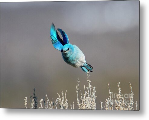 Mountain Bluebird Metal Print featuring the photograph Bank Right #1 by Michael Dawson