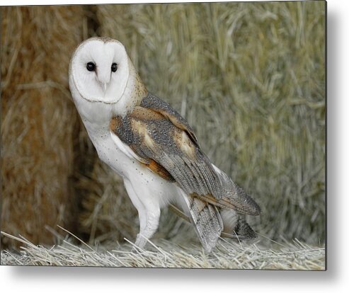 Barn Owl Metal Print featuring the photograph Barn Owl on Hay by Steve McKinzie