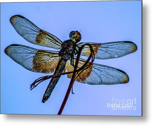 Dragonfly Metal Print featuring the photograph Blue Dragonfly #1 by Toma Caul
