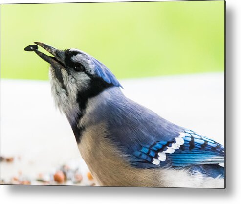 Blue Jay Metal Print featuring the photograph Blue Jay  by Holden The Moment