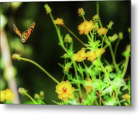 Heron Heaven Metal Print featuring the photograph Butterfly Flight #1 by Ed Peterson