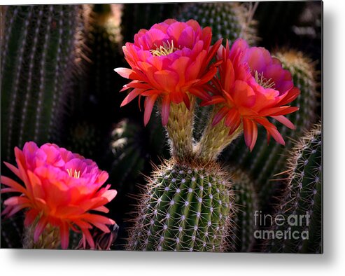 Red Metal Print featuring the photograph Sonoran Spring by Deb Halloran