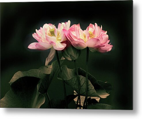 Lotus Metal Print featuring the photograph Caressed by Jessica Jenney