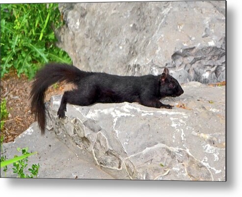 Squirrel Metal Print featuring the photograph Catching Some Rays 006 #1 by George Bostian