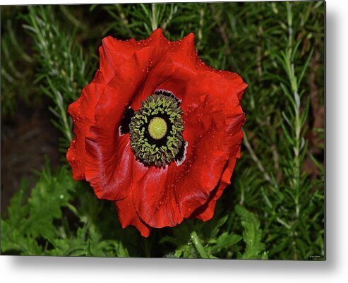 Poppy Metal Print featuring the photograph Centerpiece - Red Poppy 010 #1 by George Bostian