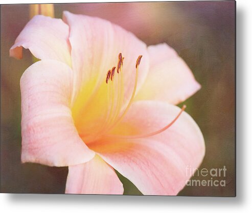 Pink Daylily Metal Print featuring the photograph Delightful Daylily by Anita Pollak