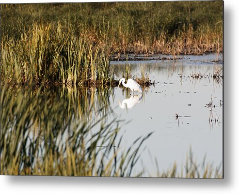 Birds Metal Print featuring the photograph Egret - Horicon Marsh - Wisconsin #1 by Steven Ralser