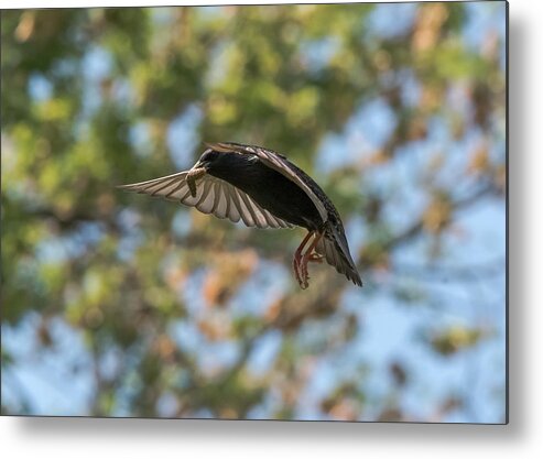Starling Metal Print featuring the photograph European Starling  by Holden The Moment