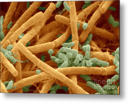 bacteria scimat