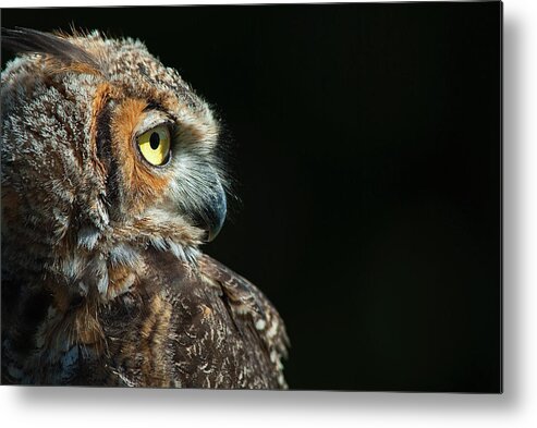 Owl Metal Print featuring the photograph Great Horned Owl #2 by Pat Exum