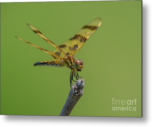 Halloween Pennant Dragonfly Metal Print featuring the photograph Halloween Pennant #1 by Cheryl Baxter